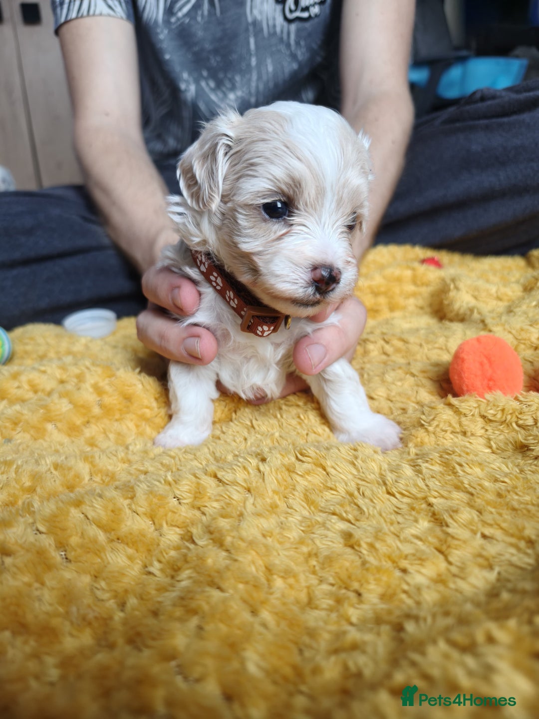 Maltipoo dogs for sale: F2 Mini Maltipoo,Toy size 4 boys - Image 16