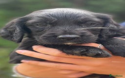 Sprocker dogs for sale: Adorable sprockers  - Image 25