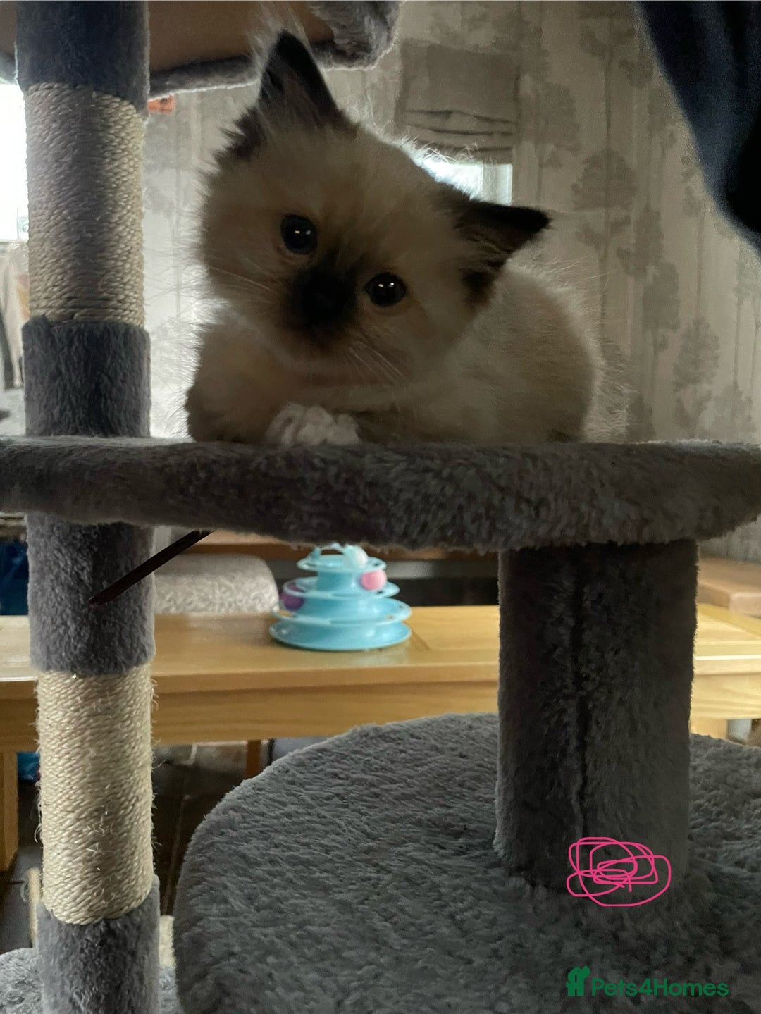 Ragdoll cats for sale: Ragdoll kittens - Image 10