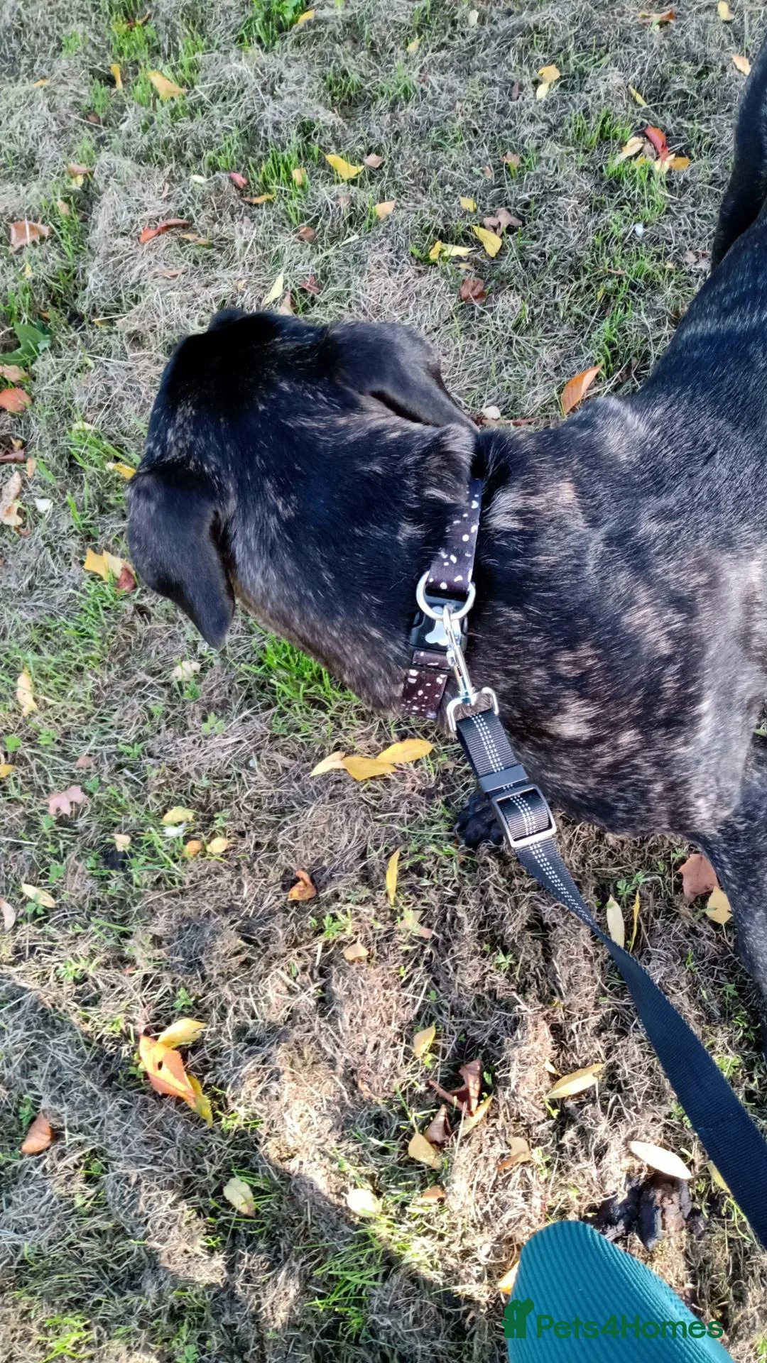 Mixed Breed dogs for sale: Zeus, 8 months old  in Edinburgh - Advert 1