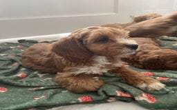 Cockapoo dogs for sale: Toy cockapoo pups - Image 1