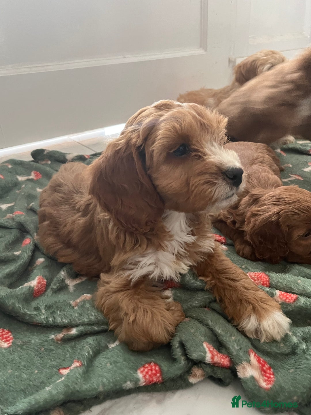 Cockapoo dogs for sale: Toy cockapoo pups - Image 1