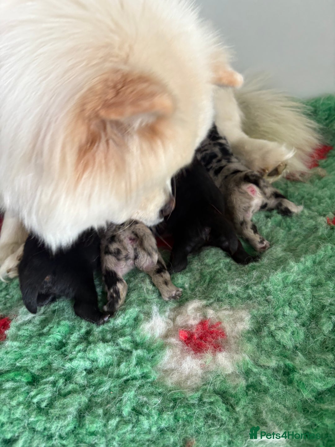 Chow Chow dogs for sale: Ocean Eyed Bear faced Chow Chows  - Image 8