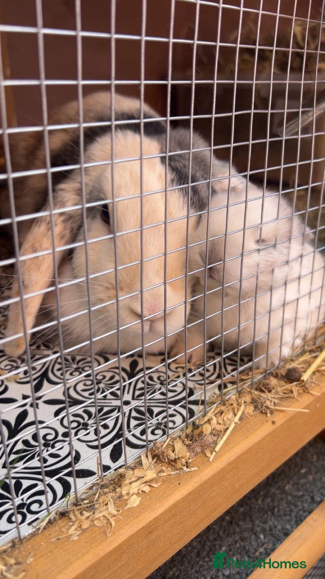 Mixed Breed rabbits for sale: Beautiful giant French- mini lop babies🐰💕 - Advert 16