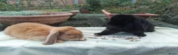 Mini Lop rabbits for sale: Pretty (Mostly) Female Minilop and Dwarf Lop - Advert 12