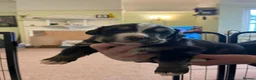 Bernese Mountain Dog dogs for sale: Stunning purebred Bernese Mountain Puppies in Wallington - Advert 7