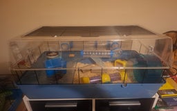 Hamster rodents for sale: Hamster  - Image 5