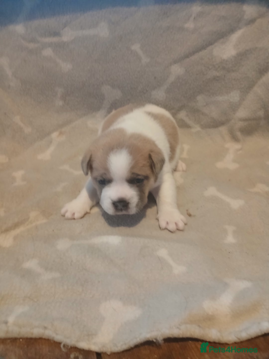 Mixed Breed dogs for sale: French bulldogs  - Image 5