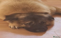 Caucasian Shepherd Dog dogs for sale: Caucasian Shepherd Female 1 Year and 10 months - Image 3