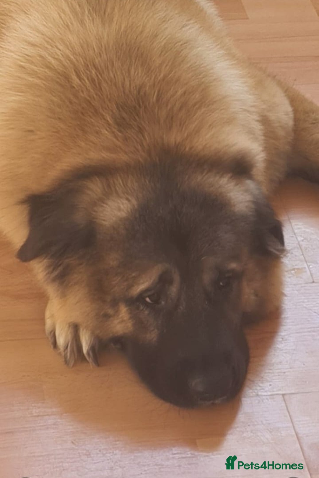 Caucasian Shepherd Dog dogs for sale: Caucasian Shepherd Female 1 Year and 10 months - Image 3