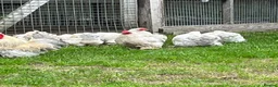Chickens poultry for sale: Porcelain Pekins  - Advert 3