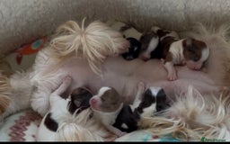 Yorkshire Terrier dogs for sale:  New Litter of Exotic Colourful Yorkshire Terriers - Image 19