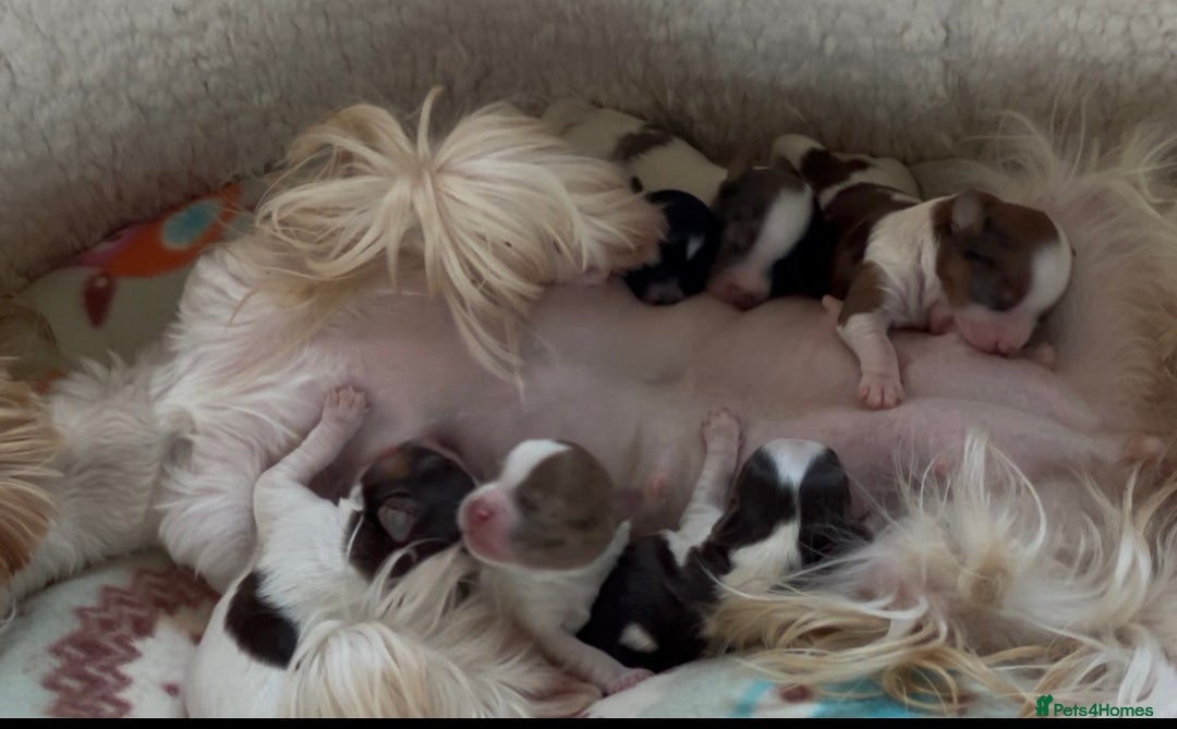 Yorkshire Terrier dogs for sale:  New Litter of Exotic Colourful Yorkshire Terriers - Image 19