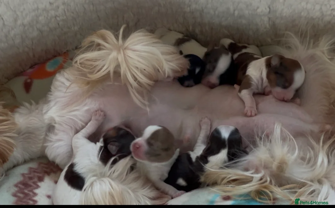 Yorkshire Terrier dogs for sale: Dropped prices!! Fantastic Tiny Boys🐾 Pedigree 🐾 - Advert 10