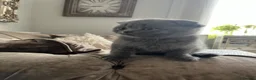 Scottish Fold cats for sale: Super Cute Scottish Fold Kittens Available  - Advert 7