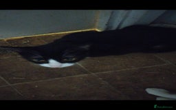 Mixed Breed cats for sale: Piper + Milly - Image 1