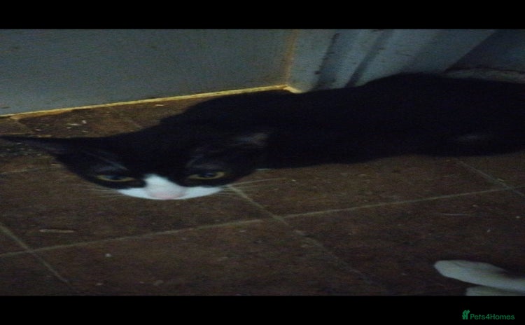 Mixed Breed cats - Advert 5