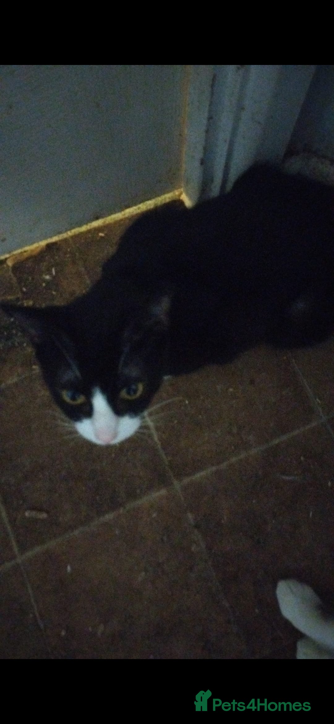 Mixed Breed cats for sale: Piper + Milly - Image 1