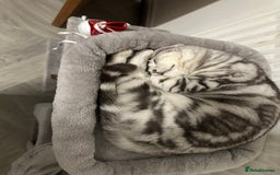 British Shorthair cats for sale: British short hair female xl - Image 8