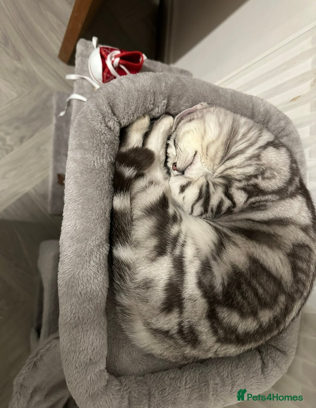 British Shorthair cats for sale: British short hair female xl - Image 8