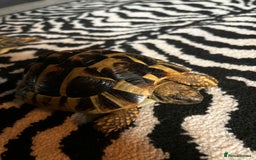 Hermann Tortoise reptiles for sale: 2 female hermans  - Image 4