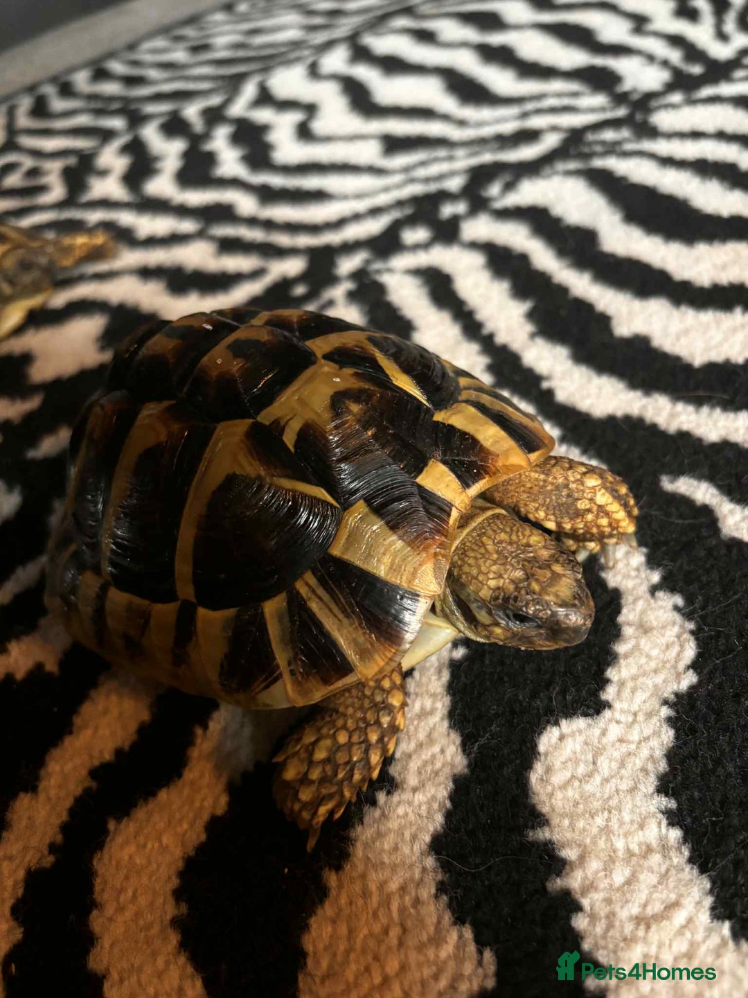 Hermann Tortoise reptiles for sale: 2 female hermans  - Image 4