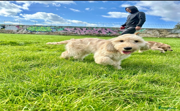 Cockapoo dogs - Advert 9
