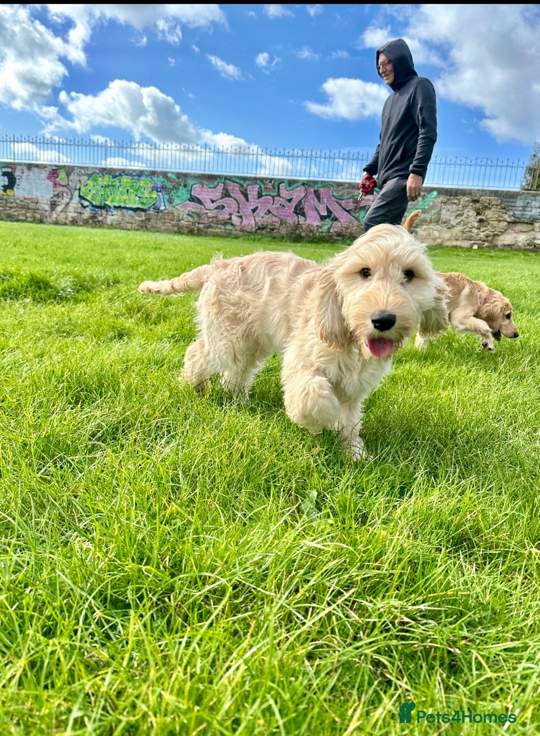 Cockapoo dogs for sale: Beautiful cockadoodle female puppy  - Image 1
