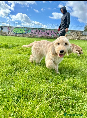 Cockapoo dogs - Advert 1