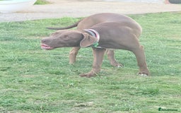 Mixed Breed dogs for sale: Weimaraner x Staffordshire Bull Terrier Female  - Image 3