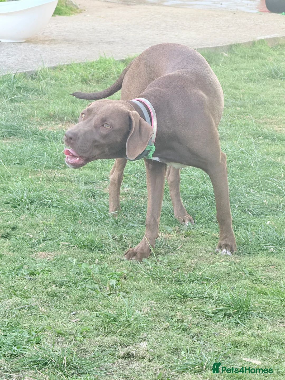 Mixed Breed dogs for sale: Weimaraner x Staffordshire Bull Terrier Female  - Advert 3