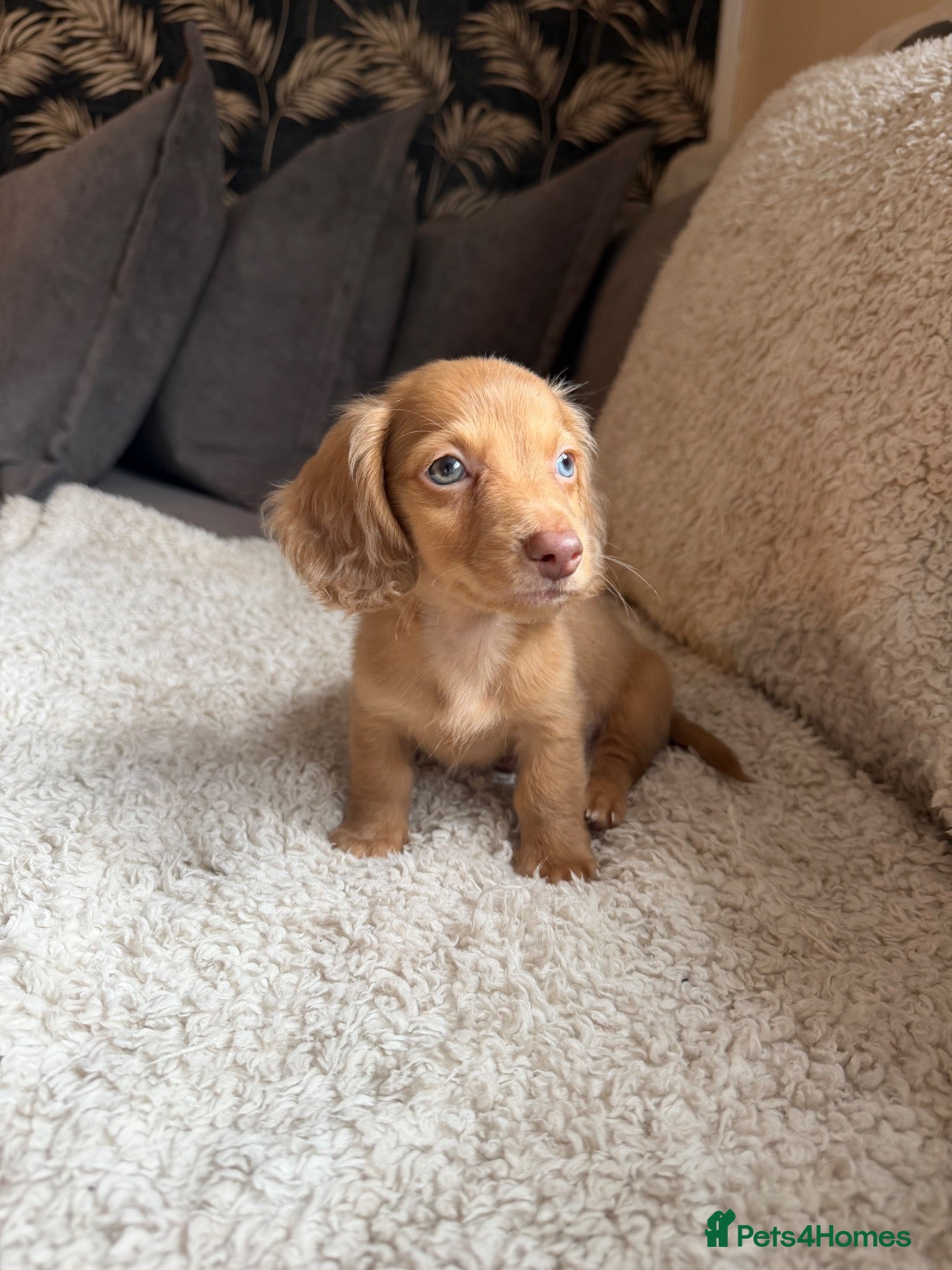 Miniature Dachshund dogs Last boy left! Long haired miniature dachshunds - Advert 3