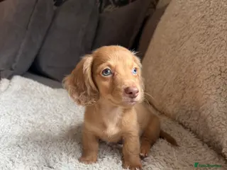 Miniature Dachshund dogs Last boy left! Long haired miniature dachshunds - Advert 3