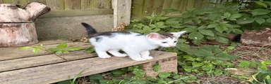 Casper