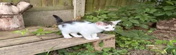 Mixed Breed cats for sale: Four beautiful kittens ready now  - Advert 2