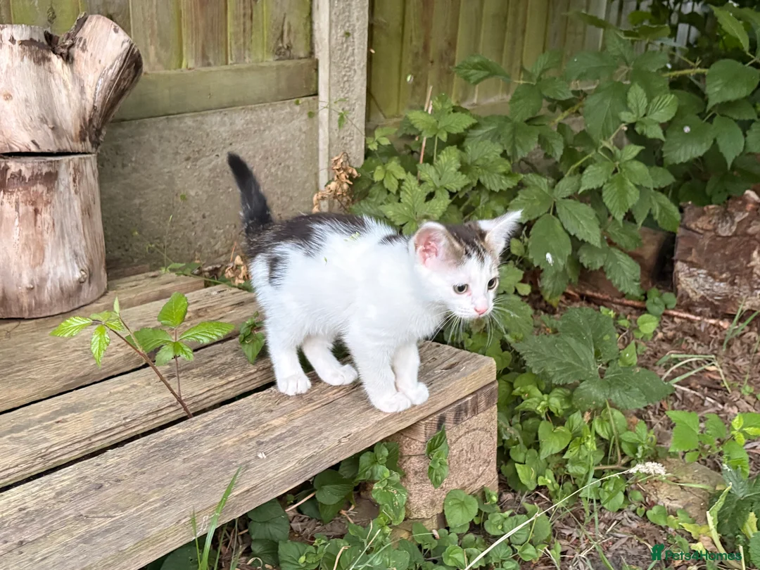 Mixed Breed cats for sale: Four beautiful kittens ready now  - Advert 2