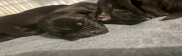 Cane Corso dogs for sale: 7 beautiful cane corso puppies  - Advert 6