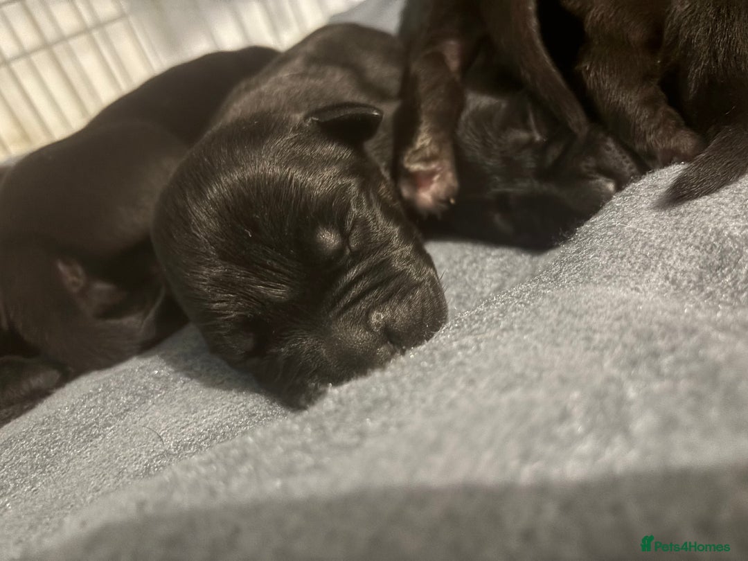 Cane Corso dogs for sale: 7 beautiful cane corso puppies  - Advert 6