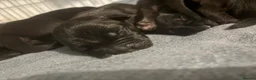 Cane Corso dogs for sale: 7 beautiful cane corso puppies  - Advert 6