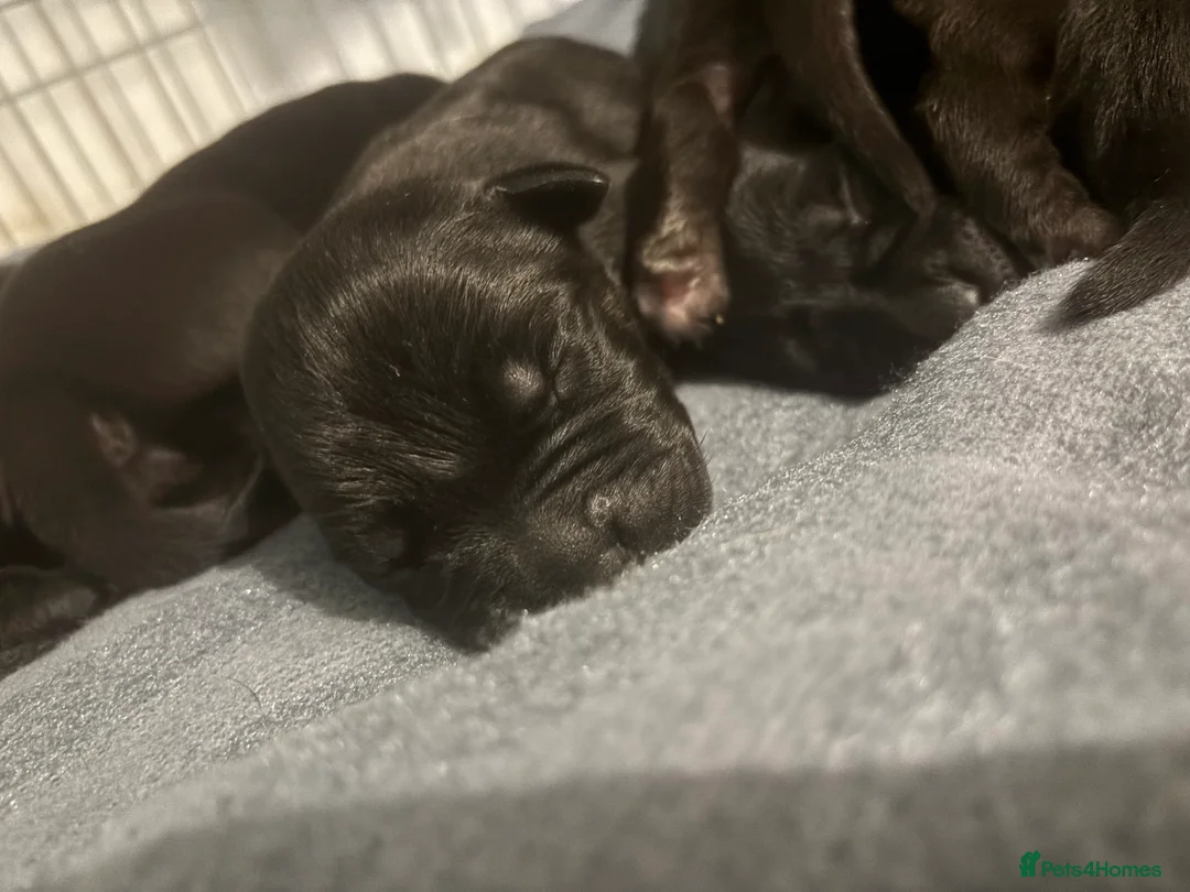 Cane Corso dogs for sale: 7 beautiful cane corso puppies  - Advert 6