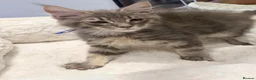 Maine Coon cats for sale: Stunning MaineCoon kittens  in Manchester - Advert 15