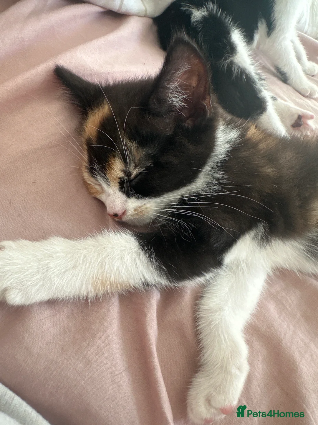 British Shorthair cats for sale: Sisters in Cambridge - Advert 2
