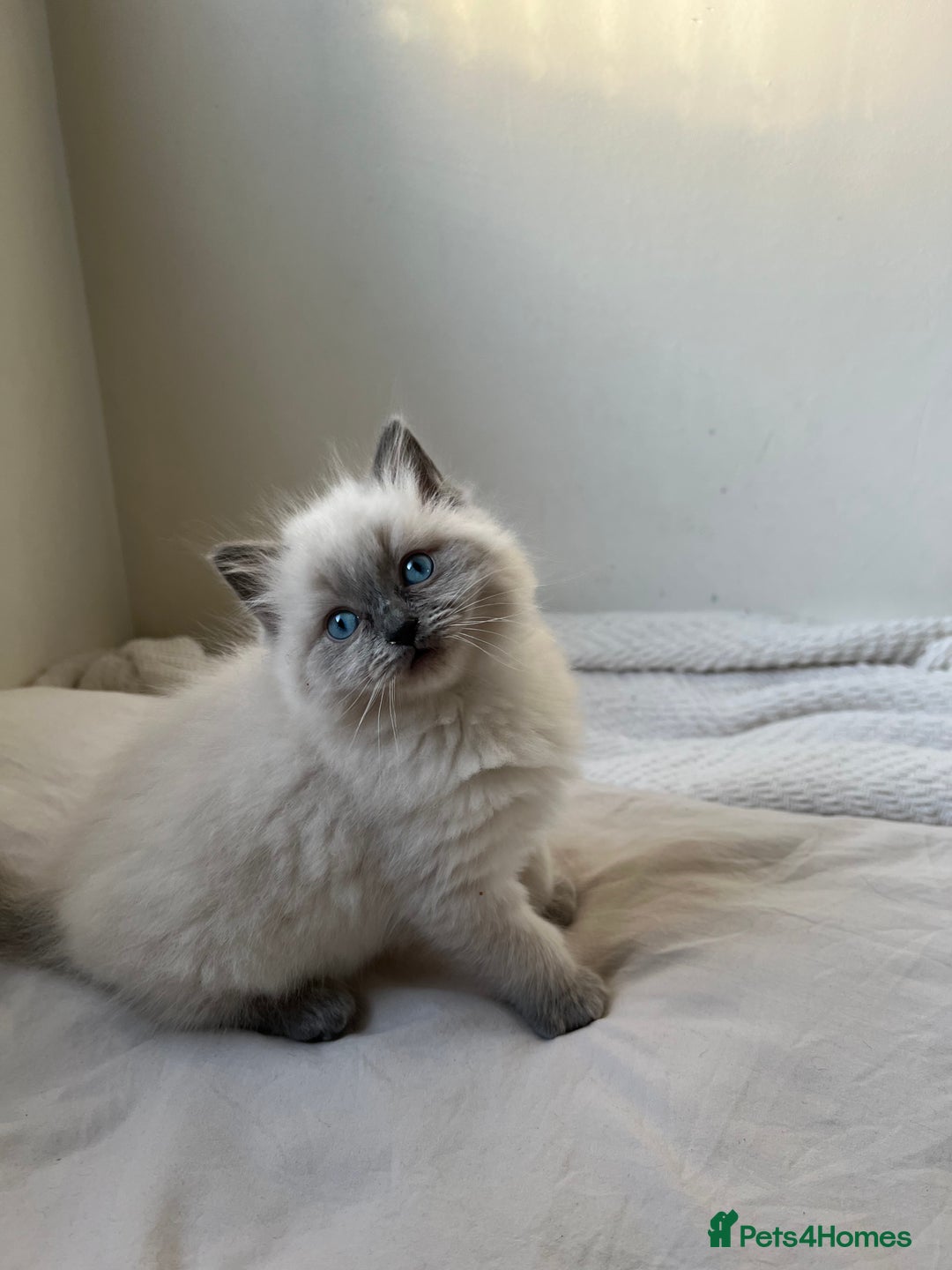 Ragdoll cats for sale: Adorable Ragdoll Kittens  🐾 - Advert 6