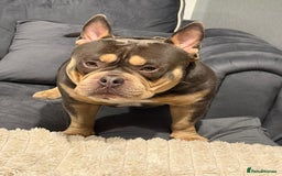 American Bully dogs for sale: POCKET BULLY!! MCLOVIN x COWBOY  - Image 2