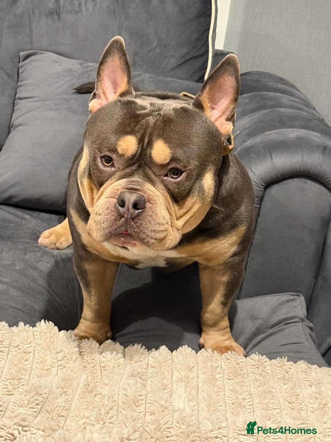 American Bully dogs for sale: POCKET BULLY!! MCLOVIN x COWBOY  - Image 2