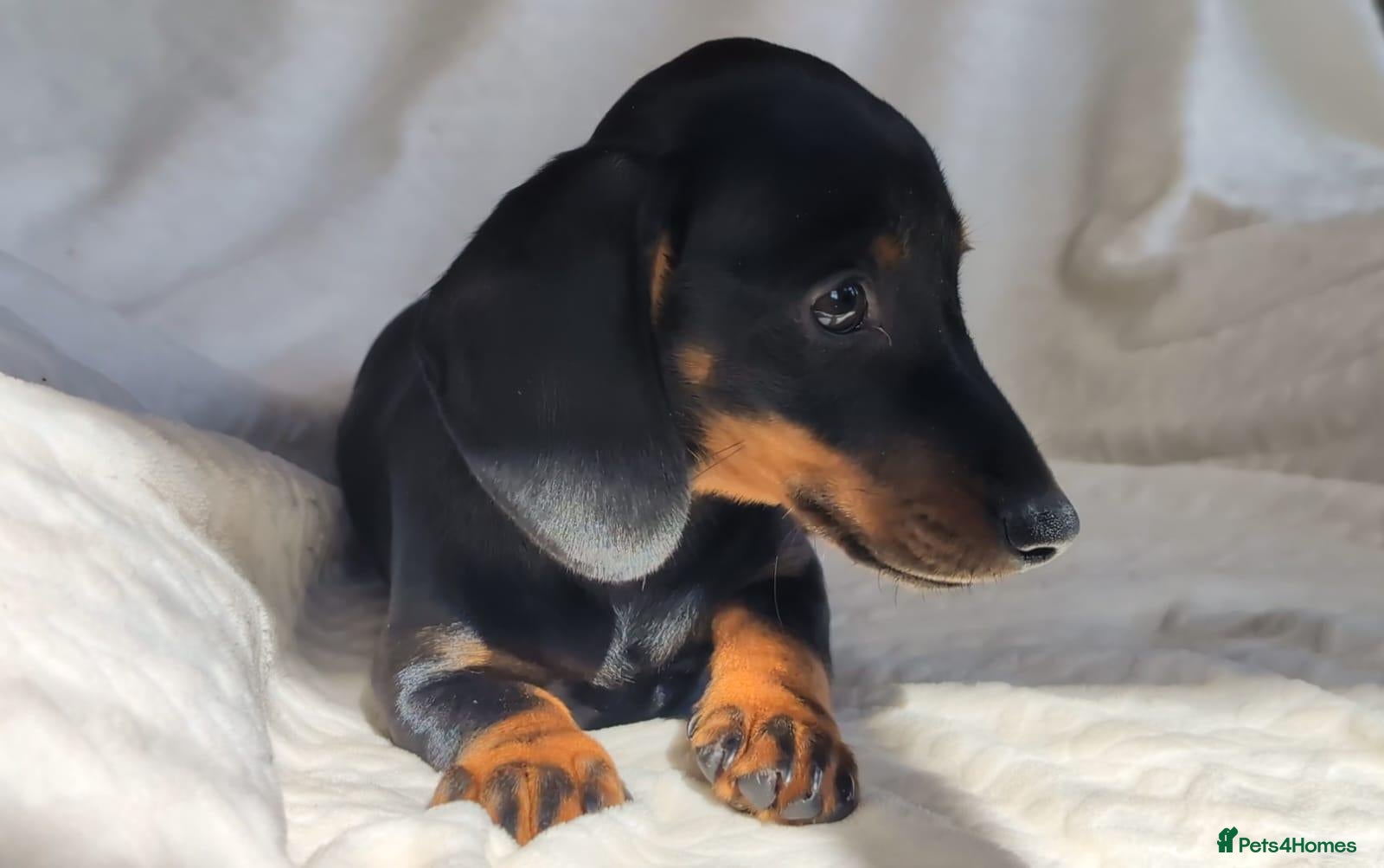Miniature Dachshund dogs Miniture Dachshund Bitch Puppy fully vaccinated. - Advert 1