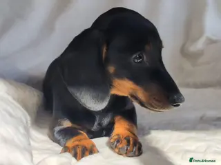 Miniature Dachshund dogs Miniture Dachshund Bitch Puppy fully vaccinated. - Advert 1