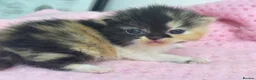 Exotic cats for sale: 3 beautiful quality exotic kittens - Advert 5