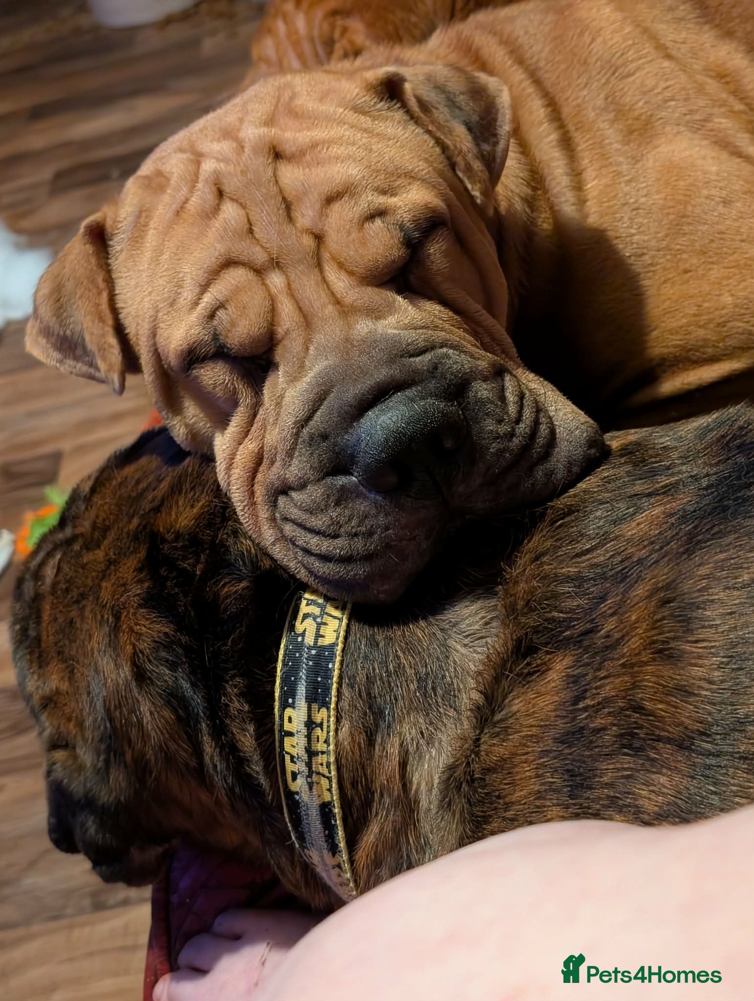 Mixed Breed dogs shar pei cross cane  Corso puppies - Advert 1