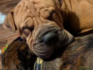 Mixed Breed dogs shar pei cross cane Corso puppies - Advert 1